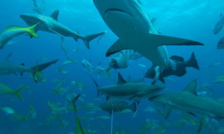 Shark Photo by Tyler Downes