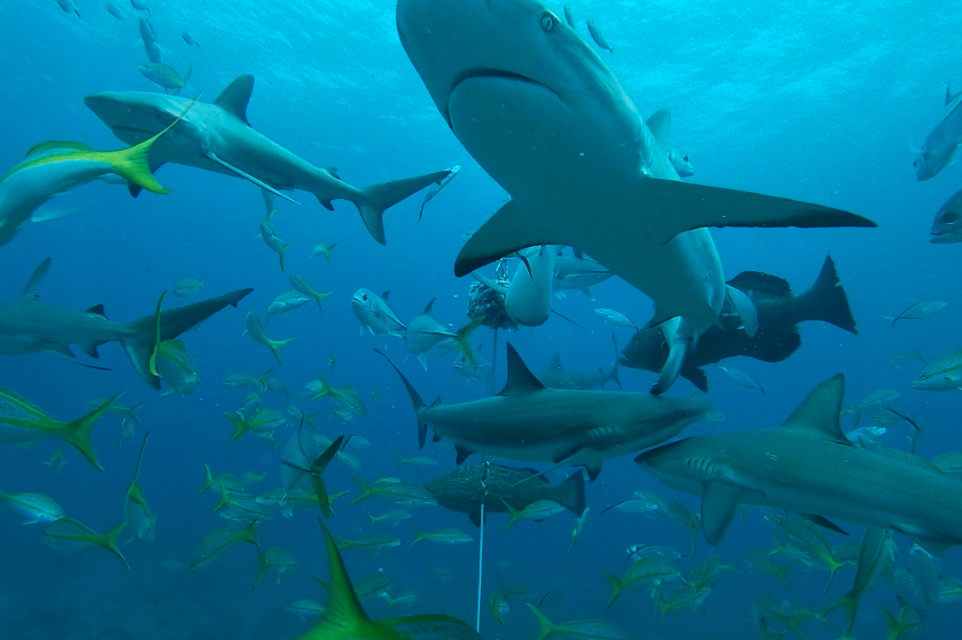 Shark Photo by Tyler Downes