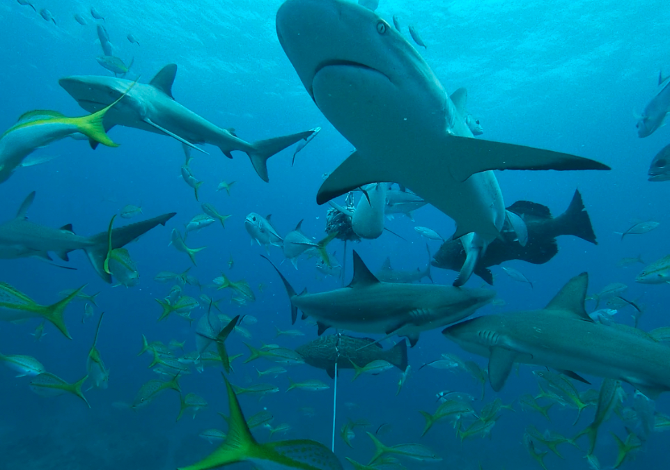 Shark Photo by Tyler Downes